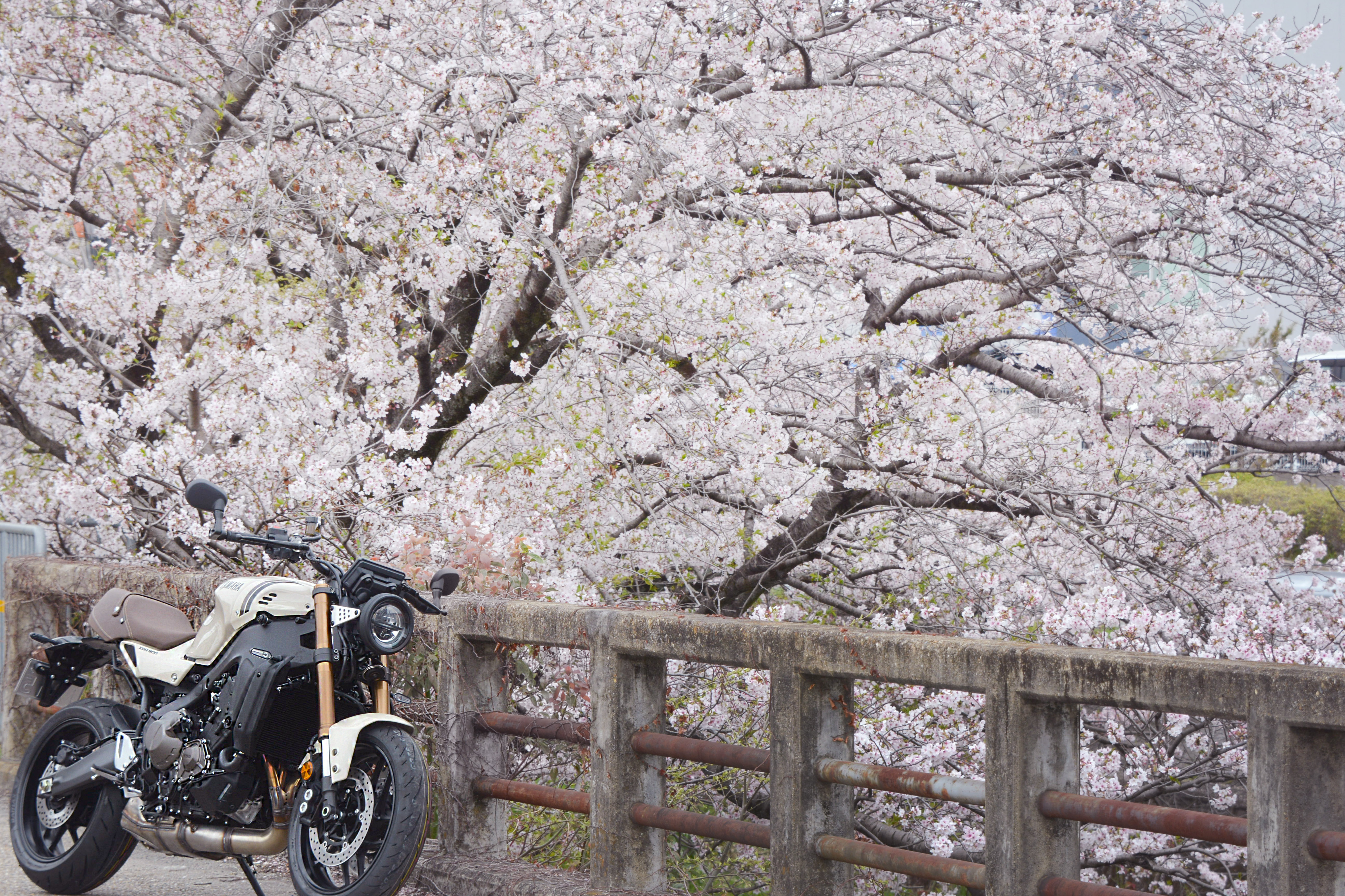 XSR900アイボリーの受注終了日が近付いています!